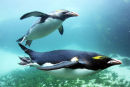 PENGUIN DIVING 3